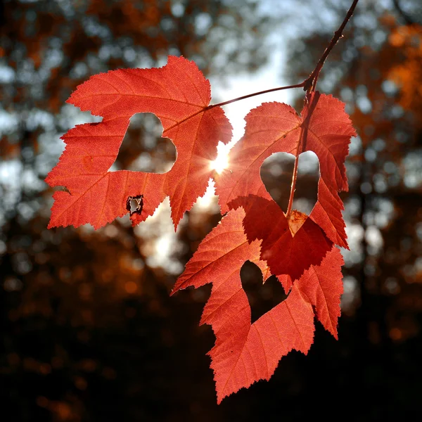 Three autumn leaves — Stock Photo, Image