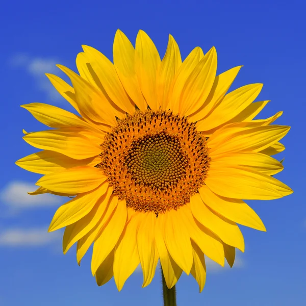 Girasole — Foto Stock