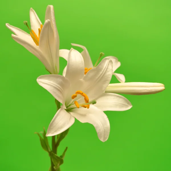 Weiße Lilie — Stockfoto