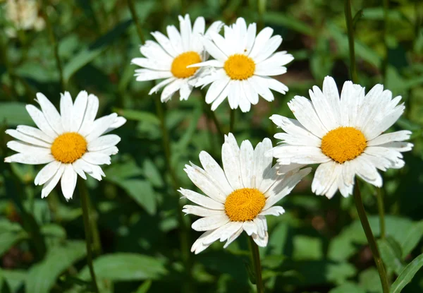 Bouquet — Stock Photo, Image