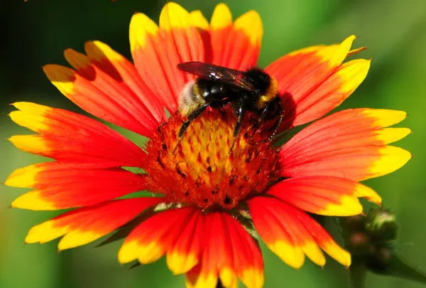 Red daisy — Stock Photo, Image