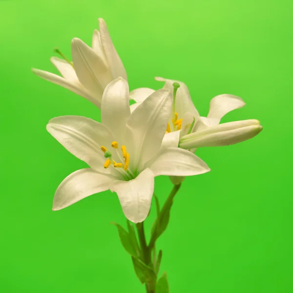 White lily — Stock Photo, Image