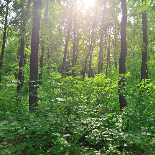 Orman — Stok fotoğraf