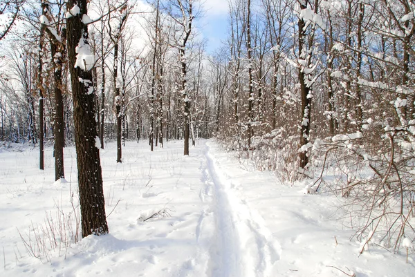 Winter landscape — Stock Photo, Image