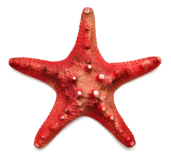 Estrella roja del mar — Foto de Stock