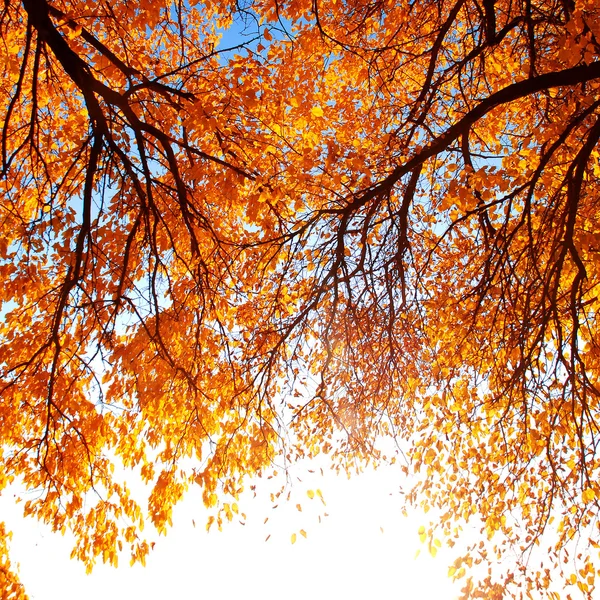 Autunno — Foto Stock