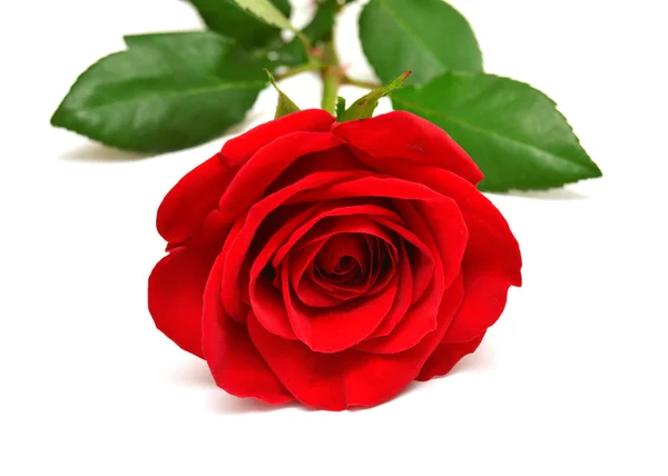 Red rose Royalty Free Stock Images