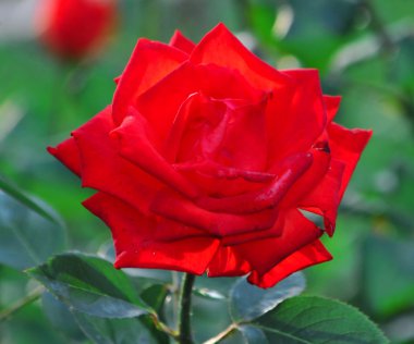 Kırmızı gül