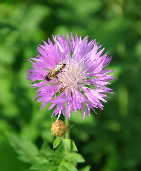 Fiore rosa — Foto Stock