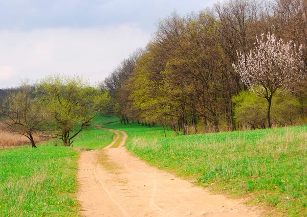 Weg en bomen — Stockfoto