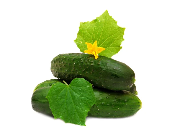 Ripe cucumbers — Stock Photo, Image