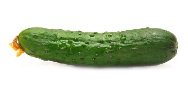 Olgun salatalık — Stok fotoğraf
