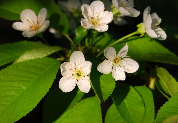 Blossoming — Stock Photo, Image