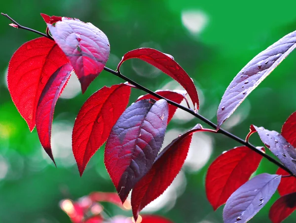 Red leaves — Stock Photo, Image