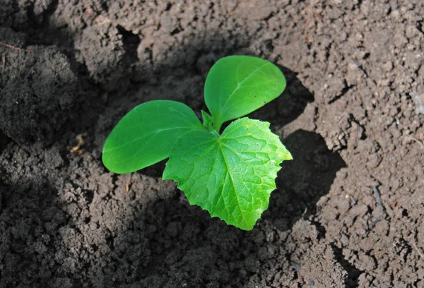 Pepino — Foto de Stock