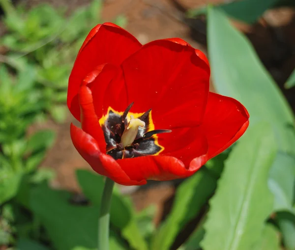 Rote Tulpe — Stockfoto