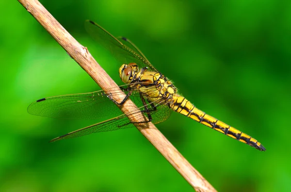 Dragonfly — Stock Photo, Image