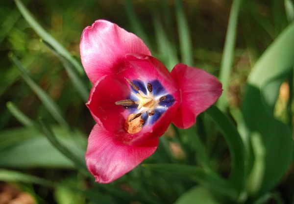 Rosa Tulpe — Stockfoto