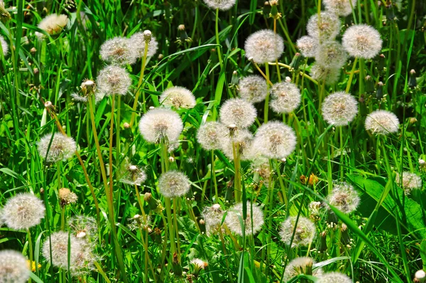 Paardenbloemen — Stockfoto