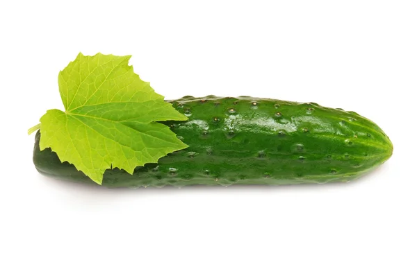 Ripe cucumber — Stock Photo, Image
