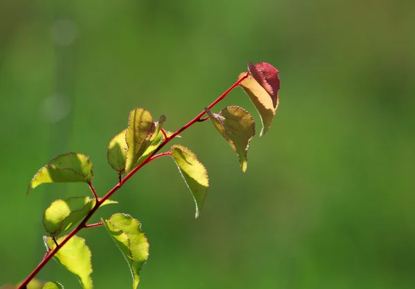 Beautiful twig — Stock Photo, Image