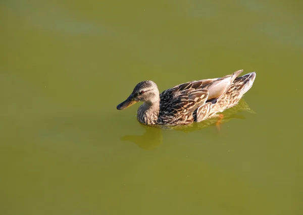 Wild duck — Stock Photo, Image