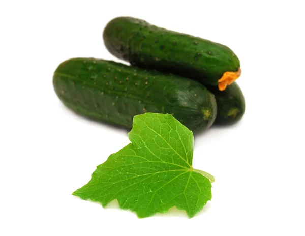 Ripe cucumbers — Stock Photo, Image