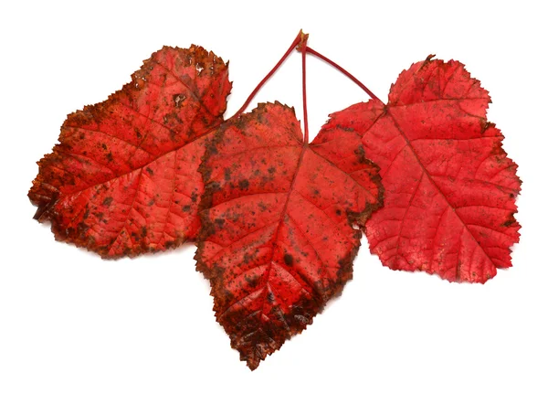 Three red leaf — Stock Photo, Image