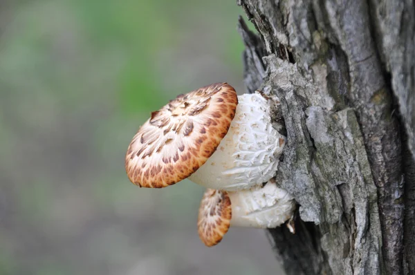 Hongos — Foto de Stock