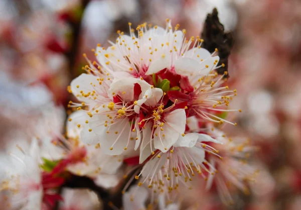 Blossoming apricot — Stock Photo, Image