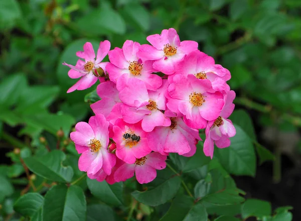 Pink rose — Stock Photo, Image