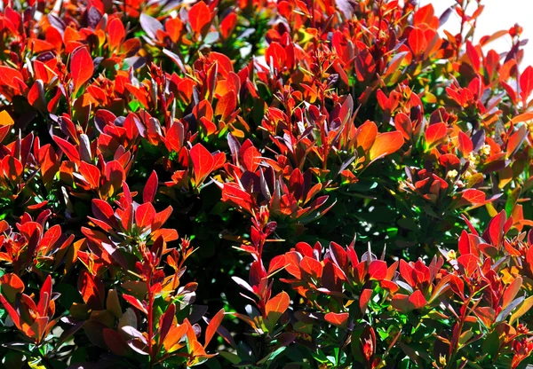 Red barberry — Stock Photo, Image