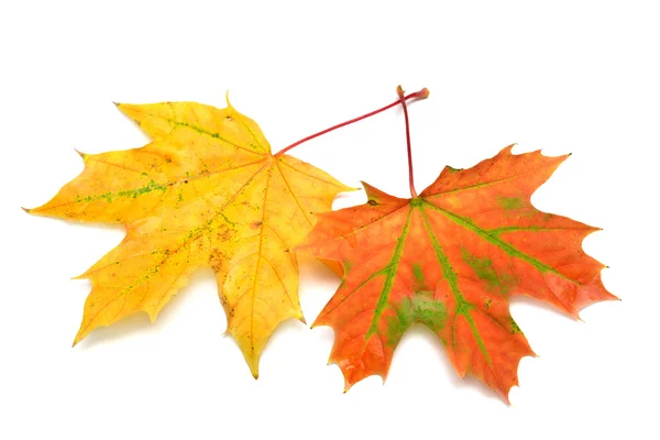 Twee gele maple Herfstblad — Stockfoto