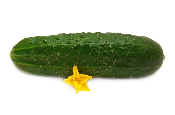 Ripe cucumber — Stock Photo, Image