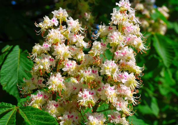 Chestnut — Stock Photo, Image