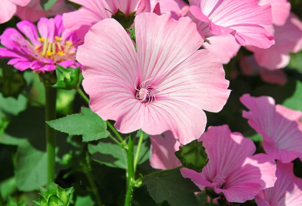 Malva rosa — Foto de Stock