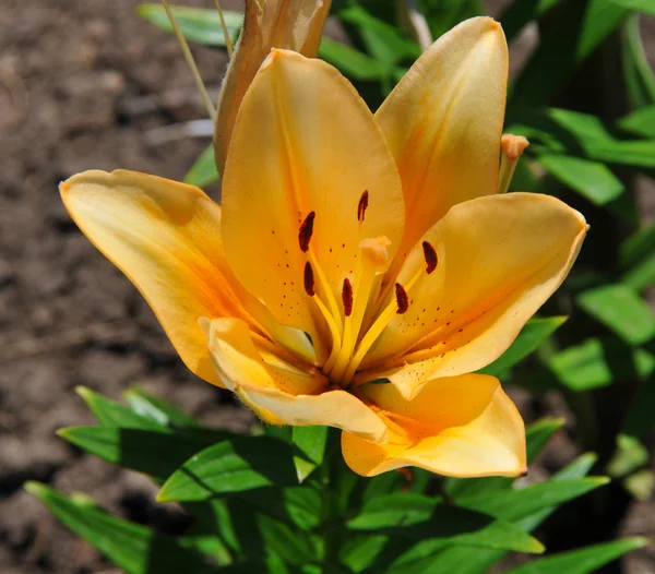 Yellow lily — Stock Photo, Image