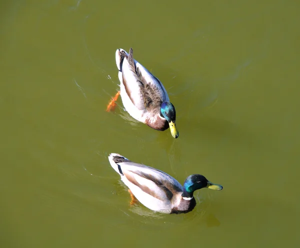 Dos patos salvajes — Foto de Stock