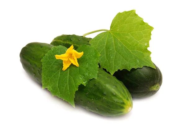 Ripe cucumbers — Stock Photo, Image