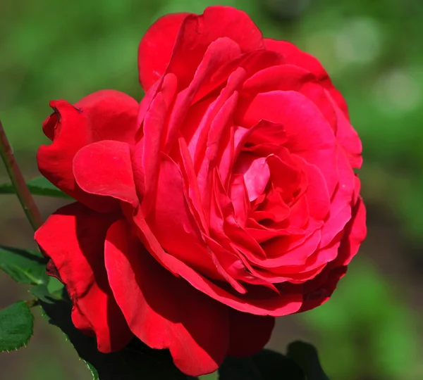 Red rose — Stock Photo, Image