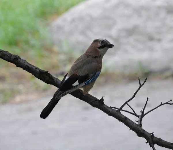 # Blue Jay # — Foto Stock