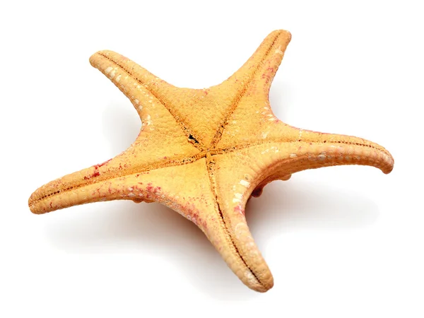 Deniz yıldızı — Stok fotoğraf