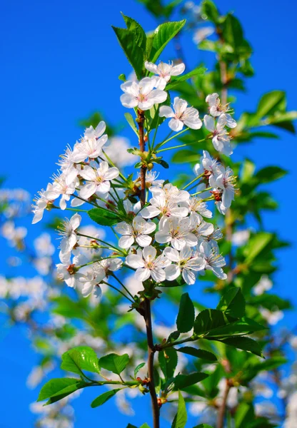 Bloei — Stockfoto