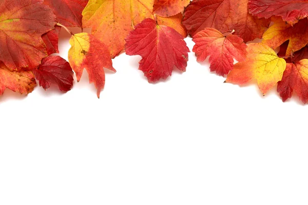 Tarjeta de otoño — Foto de Stock