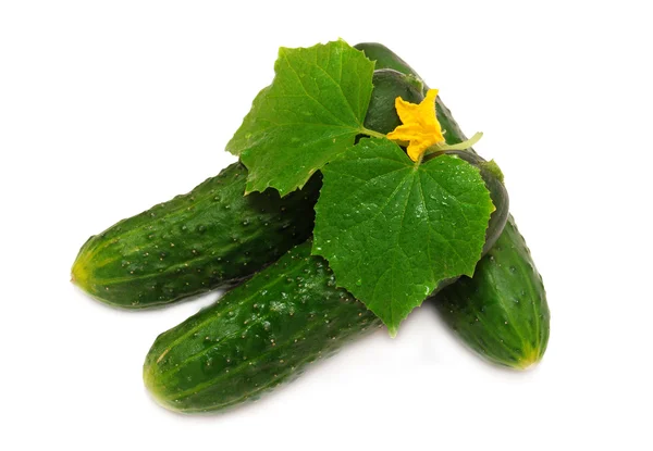 Ripe cucumbers — Stock Photo, Image