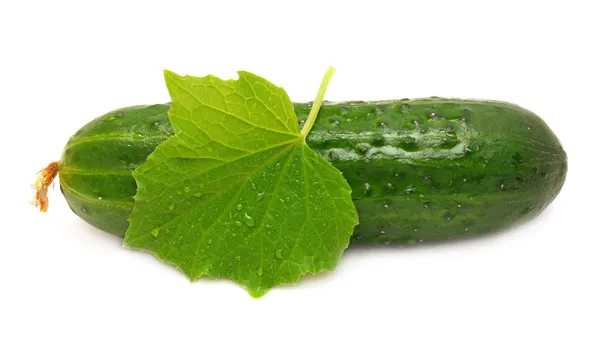 Ripe cucumber — Stock Photo, Image