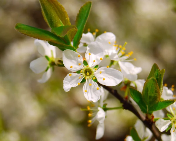 Aufblühen — Stockfoto