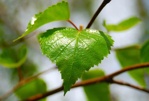 Hermosa hoja — Foto de Stock