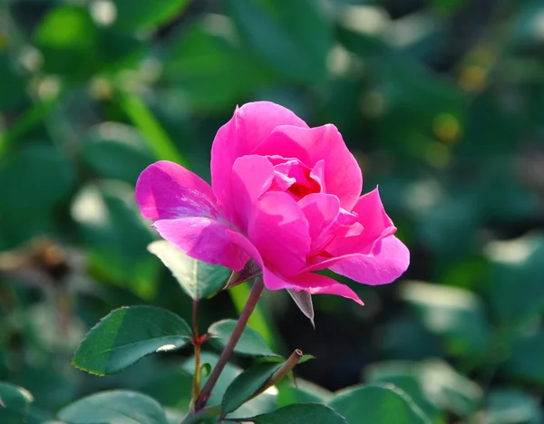 Pink rose — Stock Photo, Image