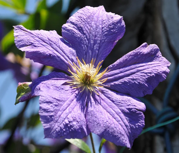 Lila clematis — Stockfoto